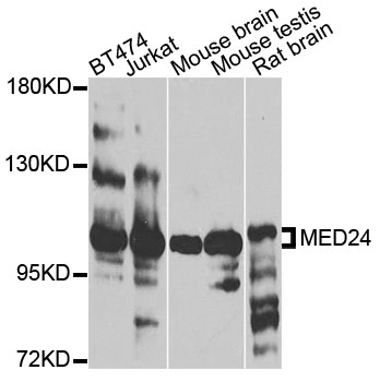 MED24 / TRAP100 Antibody - Western blot analysis of extracts of various cells.