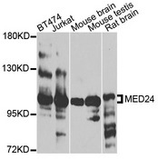 MED24 / TRAP100 Antibody - Western blot analysis of extracts of various cells.