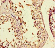 MED25 Antibody - Immunohistochemistry of paraffin-embedded human testis tissue at dilution of 1:100
