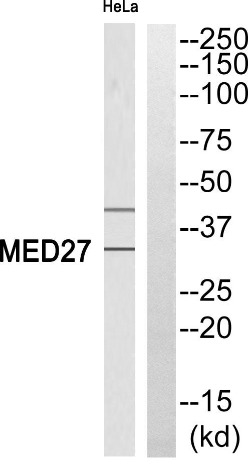 MED27 / CRSP8 Antibody - Western blot analysis of extracts from HeLa cells, using MED27 antibody.