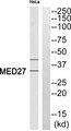 MED27 / CRSP8 Antibody - Western blot analysis of extracts from HeLa cells, using MED27 antibody.