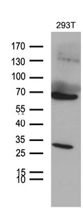 MED28 / Magicin Antibody - Western blot analysis of extracts. (35ug) from 293T cell line by using anti-MED28 monoclonal antibody. (1:500)