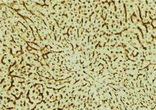 MED28 / Magicin Antibody - 1:100 staining mouse liver tissue by IHC-P. The sample was formaldehyde fixed and a heat mediated antigen retrieval step in citrate buffer was performed. The sample was then blocked and incubated with the antibody for 1.5 hours at 22°C. An HRP conjugated goat anti-rabbit antibody was used as the secondary.