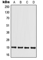MED30 Antibody - Western blot analysis of MED30 expression in HCT116 (A); HEK293T (B); Raw264.7 (C); H9C2 (D) whole cell lysates.