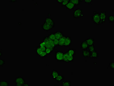 MED30 Antibody - Immunofluorescent analysis of PC-3 cells using MED30 Antibody at dilution of 1:100 and Alexa Fluor 488-congugated AffiniPure Goat Anti-Rabbit IgG(H+L)