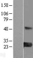 MED30 Protein - Western validation with an anti-DDK antibody * L: Control HEK293 lysate R: Over-expression lysate