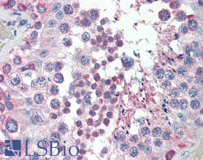 MED4 Antibody - Anti-MED4 antibody IHC of human testis. Immunohistochemistry of formalin-fixed, paraffin-embedded tissue after heat-induced antigen retrieval. Antibody concentration 5 ug/ml.  This image was taken for the unconjugated form of this product. Other forms have not been tested.