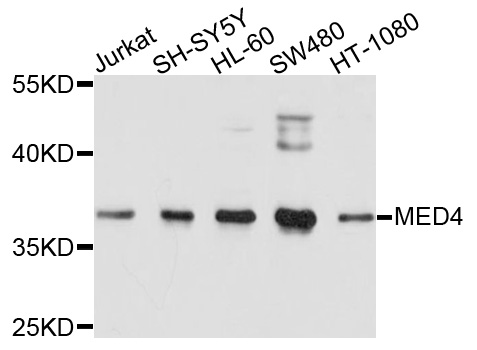 MED4 Antibody - Western blot analysis of extracts of various cells.