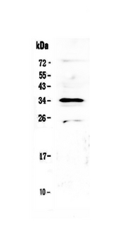 MED4 Antibody - Western blot - Anti-MED4 Picoband Antibody