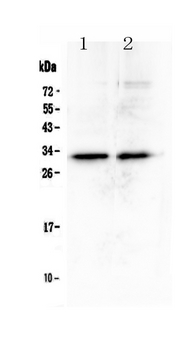 MED6 Antibody - Western blot - Anti-MED6 Picoband antibody