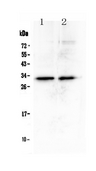 MED6 Antibody - Western blot - Anti-MED6 Picoband antibody