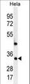 MED7 / CRSP9 Antibody - MED7 Antibody western blot of HeLa cell line lysates (35 ug/lane). The MED7 antibody detected the MED7 protein (arrow).