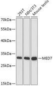 MED7 / CRSP9 Antibody - Western blot analysis of extracts of various cell lines using MED7 Polyclonal Antibody at dilution of 1:1000.