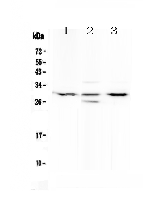 MED8 Antibody - Western blot - Anti-MED8 Picoband Antibody