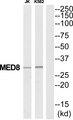 MED8 Antibody - Western blot analysis of extracts from Jurkat/K562 cells, using MED8 antibody.