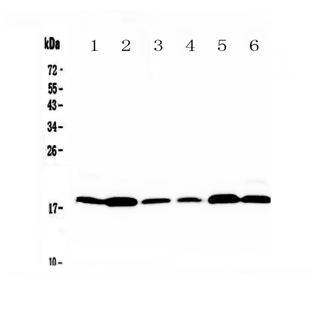 MED9 Antibody - Western blot - Anti-MED9 Picoband Antibody