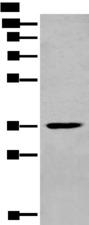 MEDAG Antibody - Western blot analysis of Mouse heart tissue lysate  using MEDAG Polyclonal Antibody at dilution of 1:700