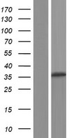MEDAG Protein - Western validation with an anti-DDK antibody * L: Control HEK293 lysate R: Over-expression lysate