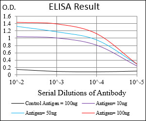 MEF2A / MEF2 Antibody - Red: Control Antigen (100ng); Purple: Antigen (10ng); Green: Antigen (50ng); Blue: Antigen (100ng);