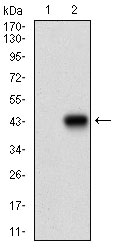 MEF2A / MEF2 Antibody - Western blot using MEF2A monoclonal antibody against HEK293 (1) and MEF2A (AA: 391-497)-hIgGFc transfected HEK293 (2) cell lysate.