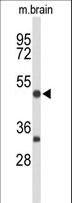 MEF2A / MEF2 Antibody - Western blot of MEF2A Antibody in mouse brain tissue lysates (35 ug/lane). MEF2A (arrow) was detected using the purified antibody.