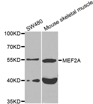 MEF2A / MEF2 Antibody - Western blot analysis of extracts of various cell lines.