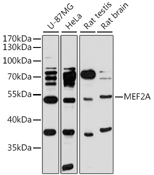 MEF2A / MEF2 Antibody - Western blot analysis of extracts of various cell lines, using MEF2A antibody at 1:1000 dilution. The secondary antibody used was an HRP Goat Anti-Rabbit IgG (H+L) at 1:10000 dilution. Lysates were loaded 25ug per lane and 3% nonfat dry milk in TBST was used for blocking. An ECL Kit was used for detection and the exposure time was 90s.