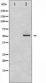 MEF2A / MEF2 Antibody - Western blot analysis of MEF2A expression in PMA treated NIH-3T3 whole cells lysates. The lane on the left is treated with the antigen-specific peptide.