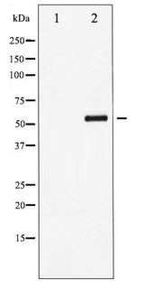 MEF2A / MEF2 Antibody - Western blot of MEF2A phosphorylation expression in PMA treated NIH-3T3 whole cell lysates,The lane on the left is treated with the antigen-specific peptide.