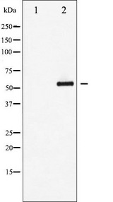 MEF2A / MEF2 Antibody - Western blot analysis of MEF2A phosphorylation expression in PMA treated NIH-3T3 whole cells lysates. The lane on the left is treated with the antigen-specific peptide.