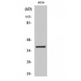MEF2B Antibody - Western blot of MEF-2B antibody