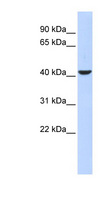 MEF2B Antibody - MEF2B antibody Western blot of 293T cell lysate. This image was taken for the unconjugated form of this product. Other forms have not been tested.