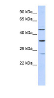 MEF2B Antibody - MEF2B antibody Western blot of 293T cell lysate. This image was taken for the unconjugated form of this product. Other forms have not been tested.