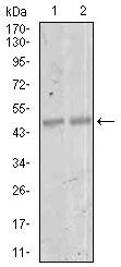 MEF2C Antibody - MEF2C Antibody in Western Blot (WB)