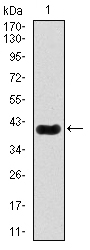 MEF2C Antibody - Western blot using MEF2C monoclonal antibody against human MEF2C recombinant protein. (Expected MW is 40 kDa)
