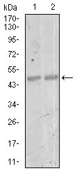 MEF2C Antibody - Western blot using MEF2C mouse monoclonal antibody against NIH3T3 (1) and 3T3-L1 (2) cell lysate.