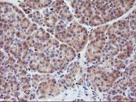 MEF2C Antibody - IHC of paraffin-embedded Human pancreas tissue using anti-MEF2C mouse monoclonal antibody.