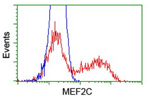 MEF2C Antibody - HEK293T cells transfected with either overexpress plasmid (Red) or empty vector control plasmid (Blue) were immunostained by anti-MEF2C antibody, and then analyzed by flow cytometry.