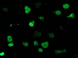 MEF2C Antibody - Anti-MEF2C mouse monoclonal antibody immunofluorescent staining of COS7 cells transiently transfected by pCMV6-ENTRY MEF2C.
