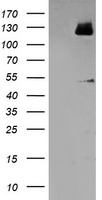MEF2C Antibody - HEK293T cells were transfected with the pCMV6-ENTRY control (Left lane) or pCMV6-ENTRY MEF2C (Right lane) cDNA for 48 hrs and lysed. Equivalent amounts of cell lysates (5 ug per lane) were separated by SDS-PAGE and immunoblotted with anti-MEF2C.