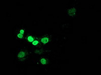 MEF2C Antibody - Anti-MEF2C mouse monoclonal antibody immunofluorescent staining of COS7 cells transiently transfected by pCMV6-ENTRY MEF2C.