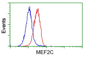 MEF2C Antibody - Flow cytometry of HeLa cells, using anti-MEF2C antibody (Red), compared to a nonspecific negative control antibody (Blue).