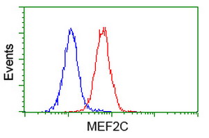 MEF2C Antibody - Flow cytometry of Jurkat cells, using anti-MEF2C antibody (Red), compared to a nonspecific negative control antibody (Blue).