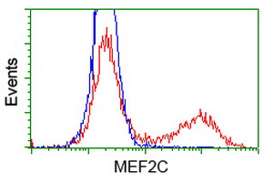 MEF2C Antibody - HEK293T cells transfected with either overexpress plasmid (Red) or empty vector control plasmid (Blue) were immunostained by anti-MEF2C antibody, and then analyzed by flow cytometry.