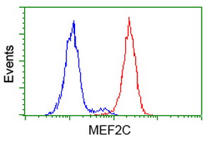 MEF2C Antibody - Flow cytometry of HeLa cells, using anti-MEF2C antibody (Red), compared to a nonspecific negative control antibody (Blue).