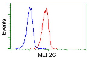 MEF2C Antibody - Flow cytometry of Jurkat cells, using anti-MEF2C antibody (Red), compared to a nonspecific negative control antibody (Blue).