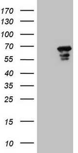 MEF2D Antibody - HEK293T cells were transfected with the pCMV6-ENTRY control (Left lane) or pCMV6-ENTRY MEF2D (Right lane) cDNA for 48 hrs and lysed. Equivalent amounts of cell lysates (5 ug per lane) were separated by SDS-PAGE and immunoblotted with anti-MEF2D.