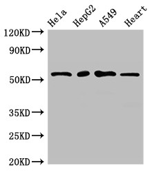 MEF2D Antibody - Positive WB detected in:Hela whole cell lysate,HepG2 whole cell lysate,A549 whole cell lysate,Mouse heart tissue;All lanes:MEF2D antibody at 2.7?g/ml;Secondary;Goat polyclonal to rabbit IgG at 1/50000 dilution;Predicted band size: 56,57,51,50 KDa;Observed band size: 56 KDa;