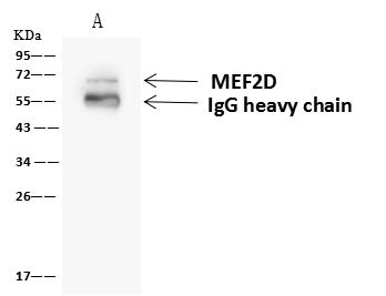 MEF2D Antibody - MEF2D was immunoprecipitated using: Lane A: 0.5 mg Jurkat Whole Cell Lysate. 4 uL anti-MEF2D rabbit polyclonal antibody and 60 ug of Immunomagnetic beads Protein A/G. Primary antibody: Anti-MEF2D rabbit polyclonal antibody, at 1:100 dilution. Secondary antibody: Goat Anti-Rabbit IgG (H+L)/HRP at 1/10000 dilution. Developed using the ECL technique. Performed under reducing conditions. Predicted band size: 56 kDa. Observed band size: 70 kDa.