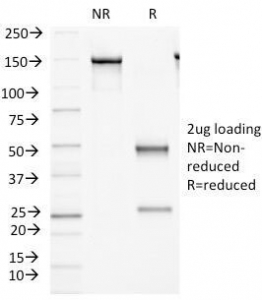 MEGF1 / FAT2 Antibody - SDS-PAGE Analysis of Purified, BSA-Free FAT2 Antibody (clone 8C5). Confirmation of Integrity and Purity of the Antibody.